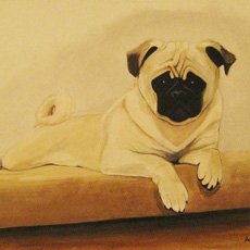 Pug