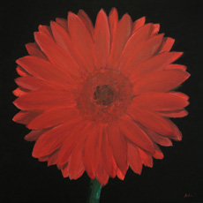 Gerber Daisy