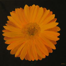 Gerber Daisy